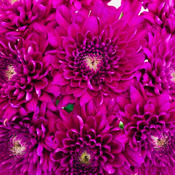 🎅🌟🤶🎄🎁🎶🎅🌟🤶🎄🎁🎶🎅🌟🤶🎄🎁 - Picture 6 of 14